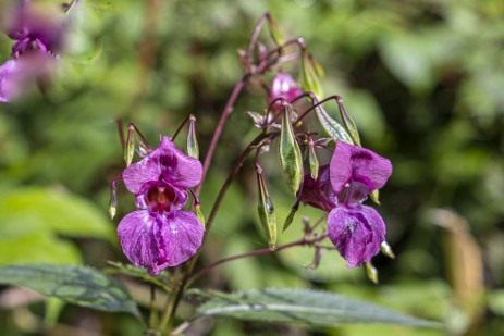 Blumen in der Buchberger Leite