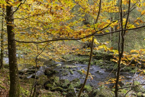 Herbststimmung in der Buchberger Leite