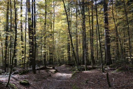 Wanderung Großer Falkenstein