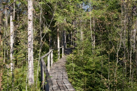 Wanderweg Kreuzotter durch den Filzwald