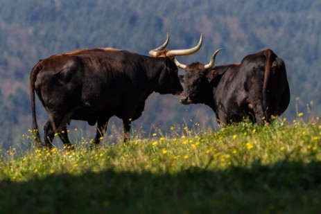 Auerochsen im Tierfreigehege Falkenstein