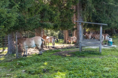 Przewalski-Pferde im Tierfreigehege Falkenstein