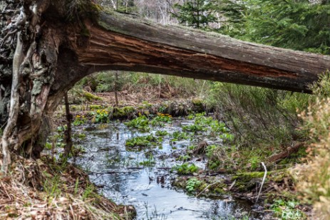 Umgestürzter Baum auf Wanderung zum Rachelsee