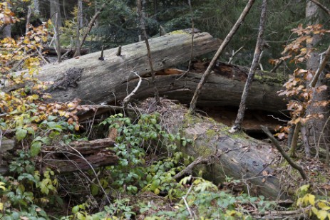 Umgestürzter Baum am Seelensteig