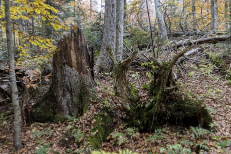 Umgestürzter Baum am Seelensteig