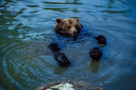 Bär im Wasser im Tiergehege Nationalpark Bayerischer Wald