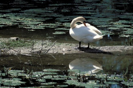 Schwan auf Seerosen