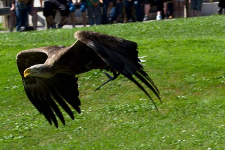 Falkenhof Riedenburg - Greifvogelschau