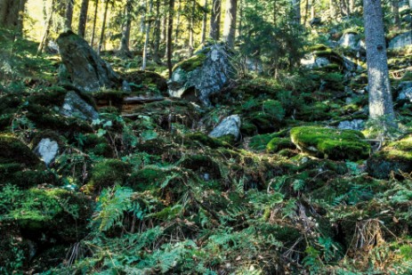 Nationalpark Bayerischer Wald