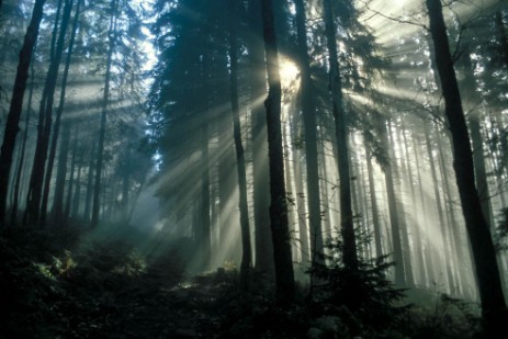 Wald mit Nebel am Großer Falkenstein