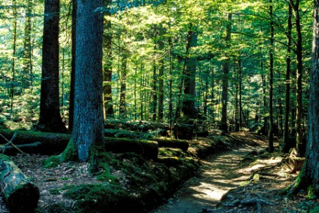 Wald bei Großer Falkenstein 