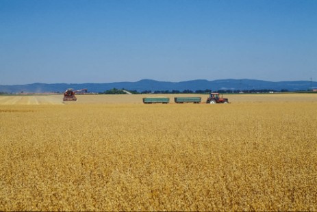 Weizenfeld im Gäuboden