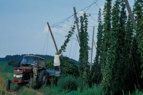 Hopfenernte in der Hallertau