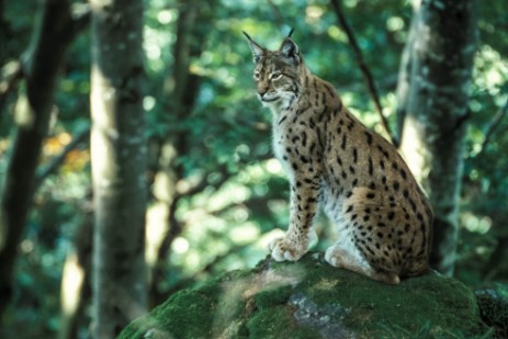 Luchs im Tiergehege Nationalpark Bayerischer Wald